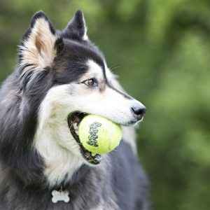 KONG Air Squeaker Tennis Dog Ball – Large 8cm (2 Pack)